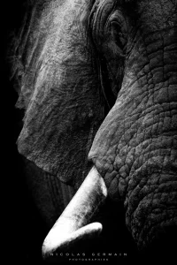 Éléphant tapi dans l'ombre, Kruger National Park