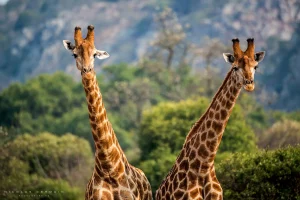 Girafes Leshiba