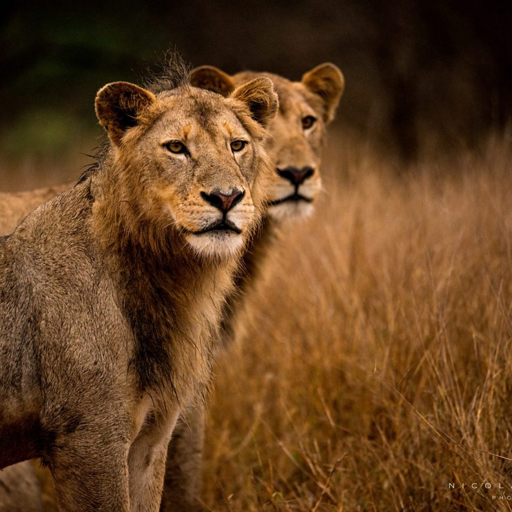 Parc National Kruger : le guide pour réaliser les plus beaux safaris en Afrique du Sud