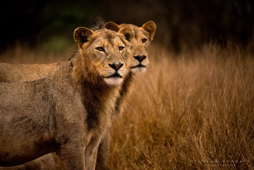 Jeunes lions