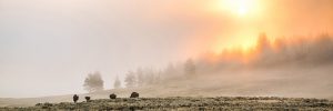 Bisons dans les plaines de Yellowstone