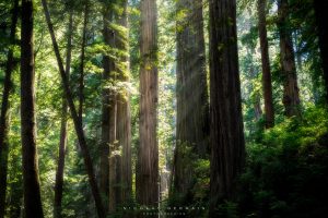 Séquoias et pins de Douglas en Californie