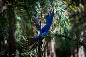 Ara Hyacinthe (Hyacinth macaw) en vol, Pantanal, Brésil
