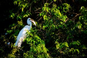 Grande aigrette (great egret) et son déjeuner, Pantanal, Brésil