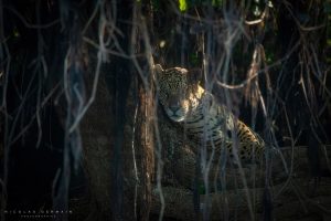 Jaguar au repos, Pantanal, Brésil