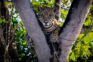 Jaguar dans un arbre, Pantanal, Brésil
