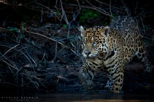 Jaguar en train de chasser, Pantanal, Brésil