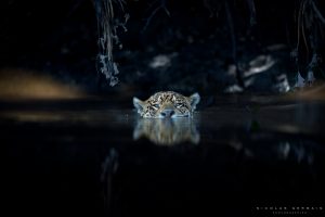 Jaguar en train de nager, Pantanal, Brésil