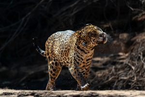 Jaguar se secouant à la sortie de la rivière Cuiaba, Pantanal, Brésil