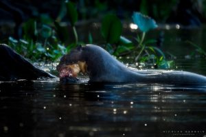 Loutre géante mangeant un poisson, Pantanal, Brésil