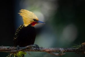 Pic à tête blonde (blond-crested woodpecker), forêt atlantique, Brésil