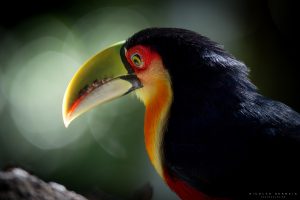Toucan a ventre rouge (red-breasted toucan), forêt atlantique, Brésil