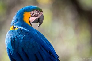 Ara bleu (blue and yellow macaw), Pantanal, Brésil