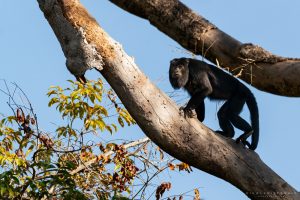 Hurleur noir (black howler monkey), Pantanal, Brésil