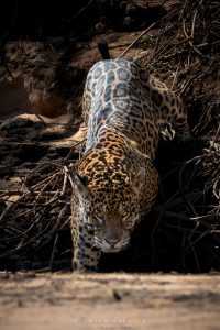 Jaguar à l'affut, Pantanal, Brésil