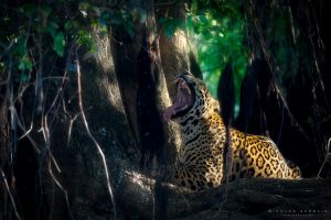 Jaguar en train de bailler, Pantanal, Brésil