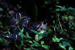 Serpent jararaca, forêt atlantique, Brésil